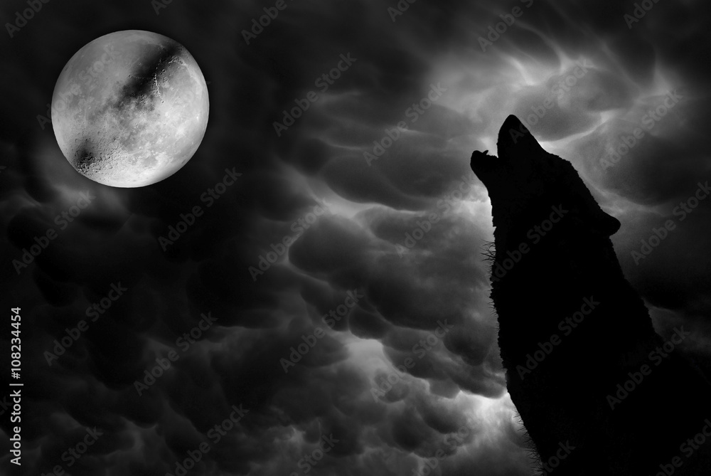 Fototapeta premium Wolf howling