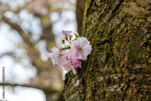 kirschblüte am stamm photo