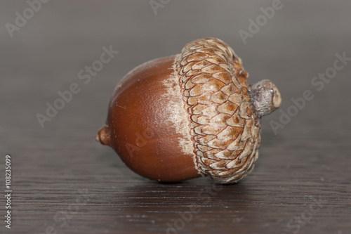 acorn