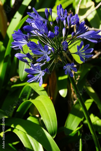 Afrikanische Schmucklilie (Agapanthus africanus) photo