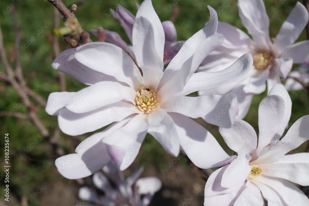 Beautiful mauve magnolia in park Beautiful mauve magnolia in park