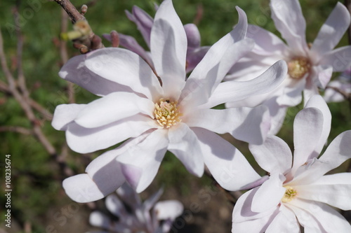 Beautiful mauve magnolia in park
