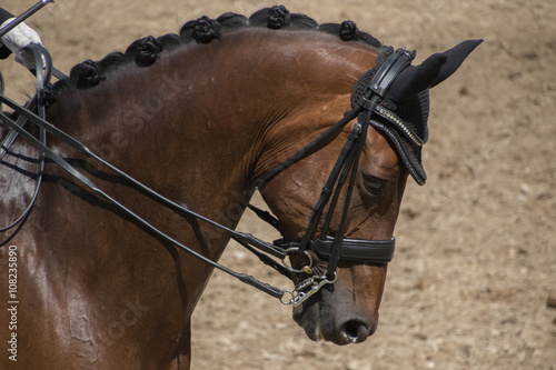 Kopf und Hals eines braunen Dressurpferdes während des Ritts © mavcon