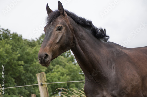 Kopf und Hals eines aufmerksamen dunkelbraunen Pferdes auf der Koppel © mavcon