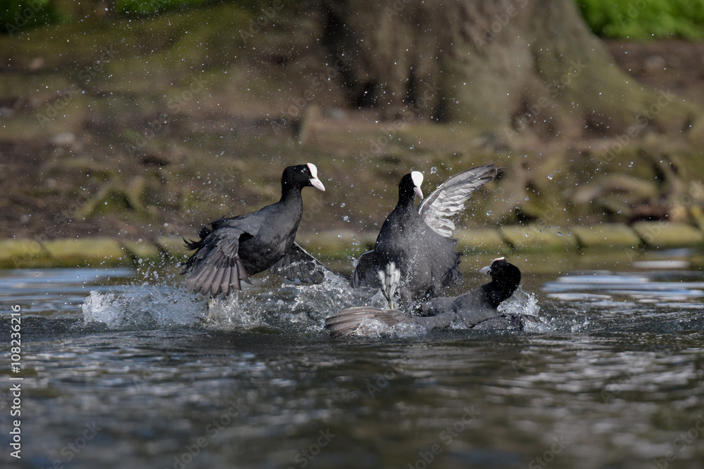 Fototapeta premium Eurasian Coot, Coot, Fulica atra - spring flight.