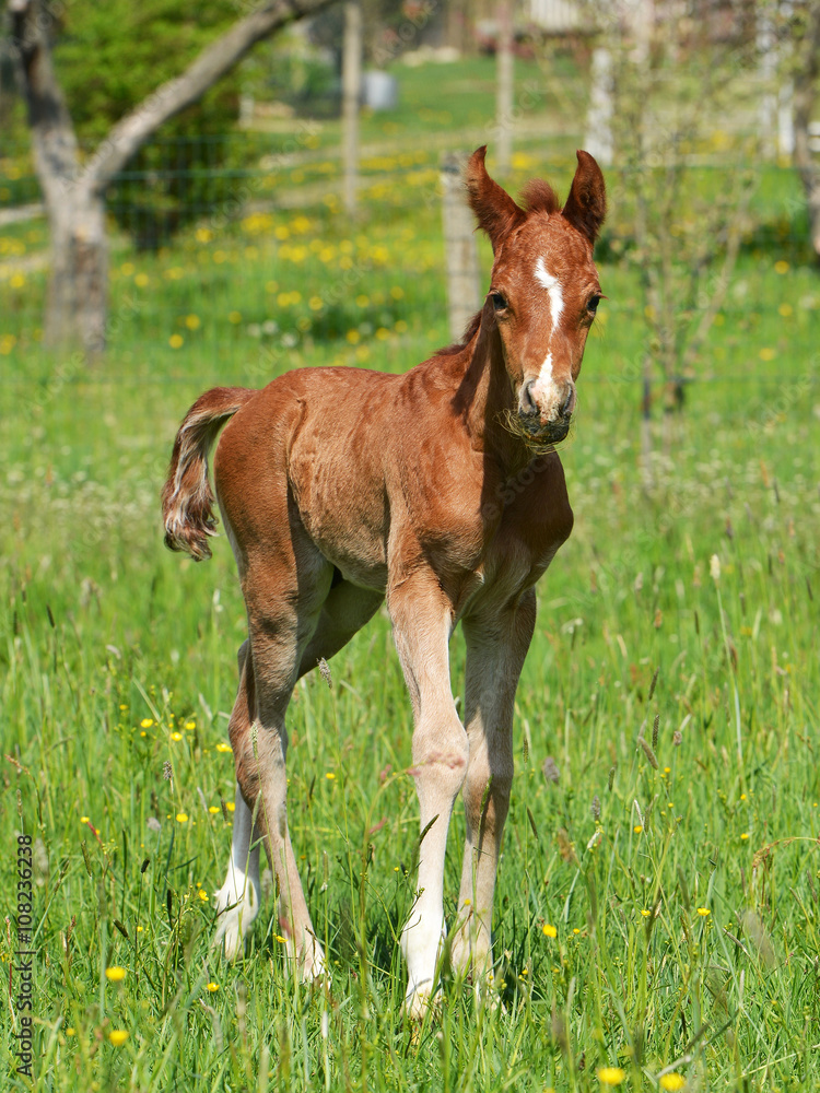 Fototapeta premium poulain 