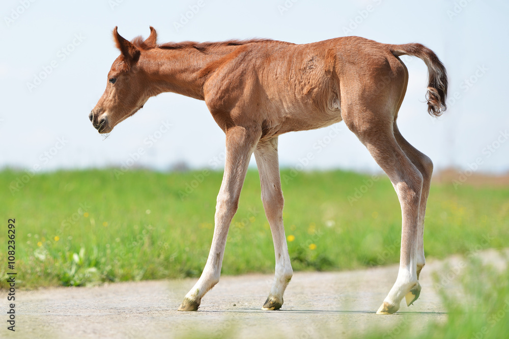 Fototapeta premium poulain