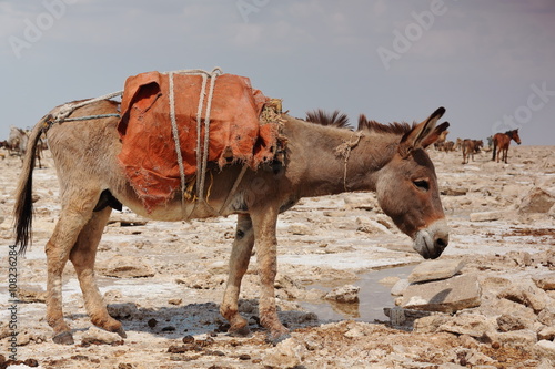 Donkey waiting to be loaded with amole-salt slabs. Danakil-Ethiopia. 0360