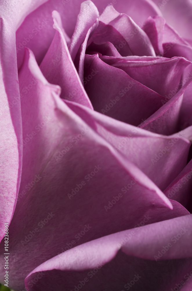Macro de rosa Macro de rosa