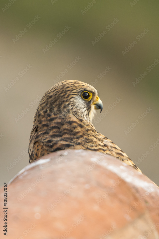 Fototapeta premium Portrait of female lesser kestrel on a roof. Extremadura (Spain).