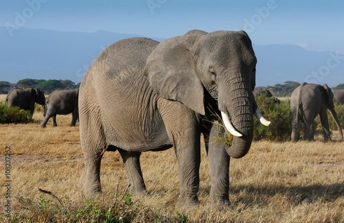 Elephants family on african savannah in Kenia