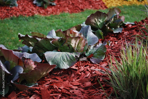 Bergenia cordifolia Purpurea on the flower bed, sprinkler with red dyed mulch. Ornamental plants for landscaping.