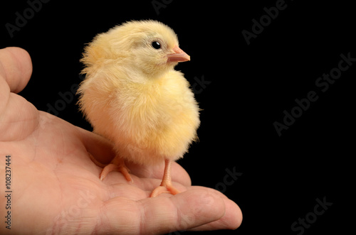 yellow chicken on a palm