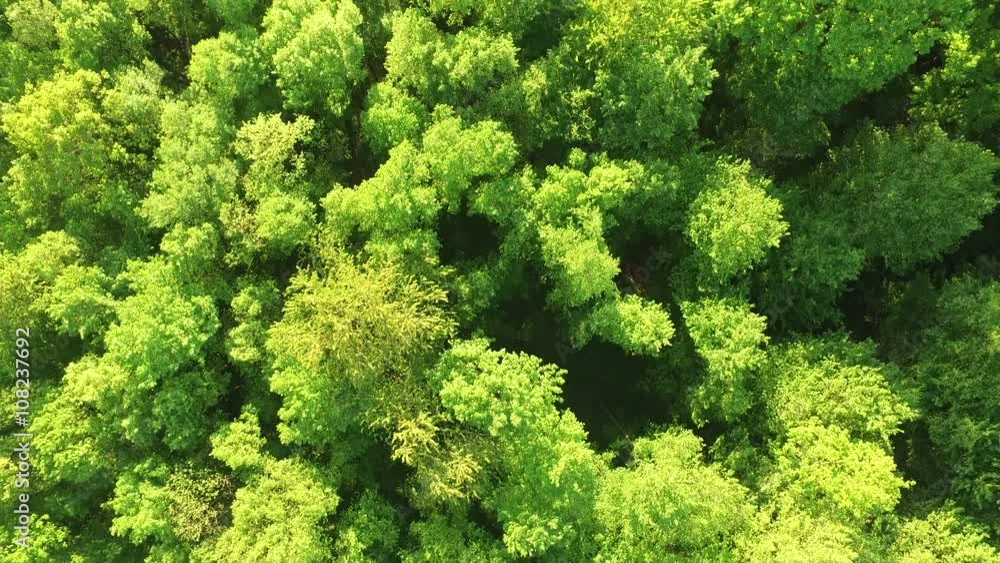 Flying over green forest on a windy day Flying over green forest on a windy day
