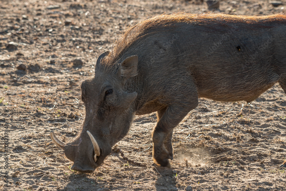 Fototapeta premium Warthog