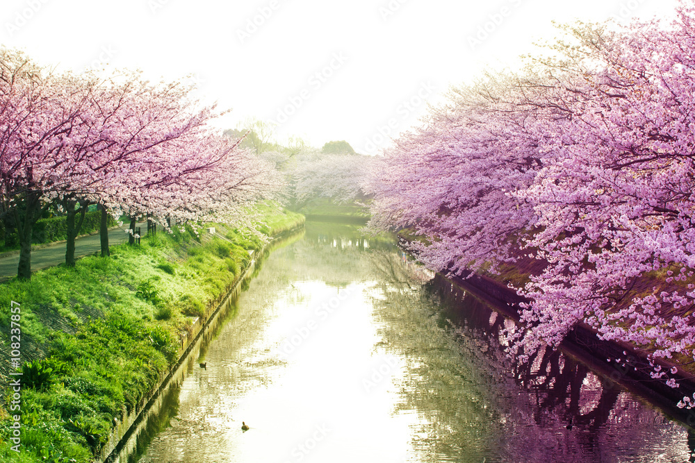Fototapeta premium 桜 ソメイヨシノ 千葉 船橋 海老川