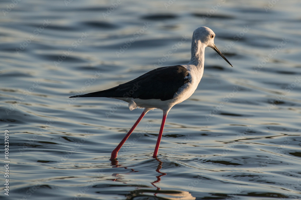 Obraz premium Black Winged Stilt