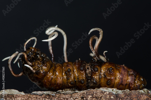 Fungi growing from longhorn beetle larva. Undeveloped fertile heads of Cordyceps entomorrhiza emerging from body of larva of beetle in the family Cerambycidae photo