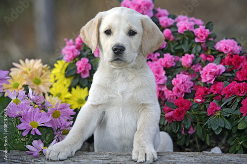 Curious Labrador Retriever puppy sitting in flower garden, watching