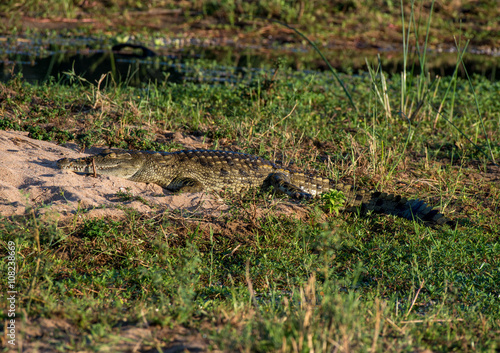 Nile Crocodile