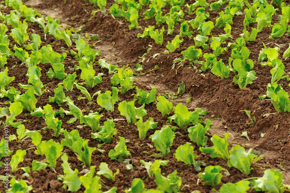 green lettuce crops in growth at vegetable garden green lettuce crops in growth at vegetable garden