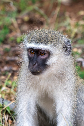 Vervet Monkey © laurenpretorius