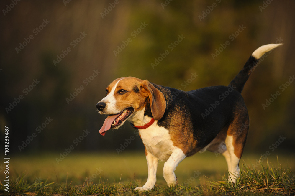 Beagle trotting through a natural field with smile Beagle trotting through a natural field with smile