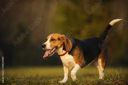 Beagle trotting through a natural field with smile © everydoghasastory