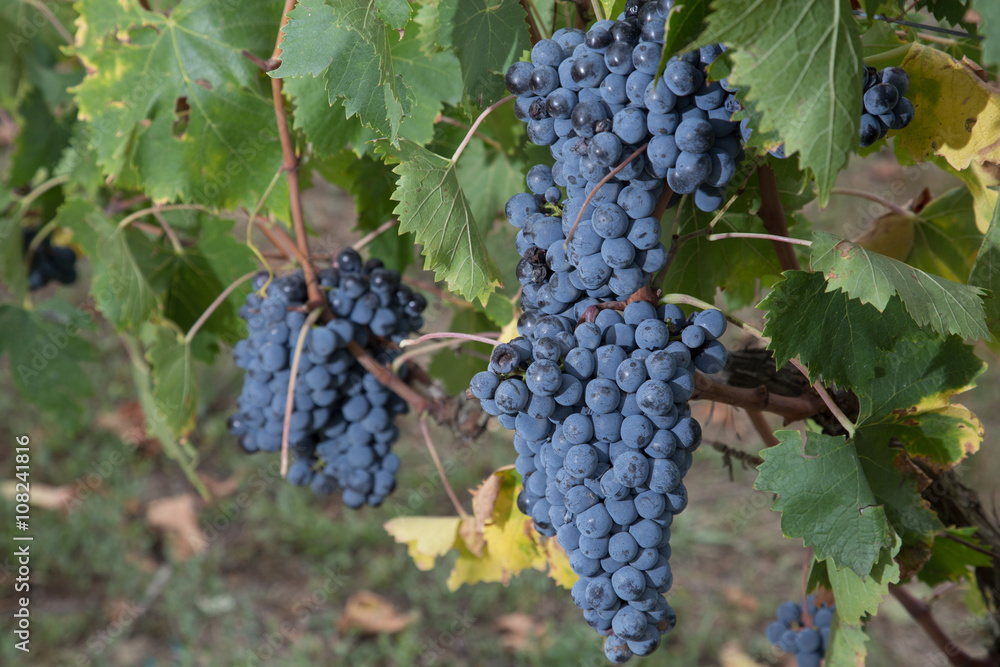 Fototapeta premium Grappoli di uva nera matura