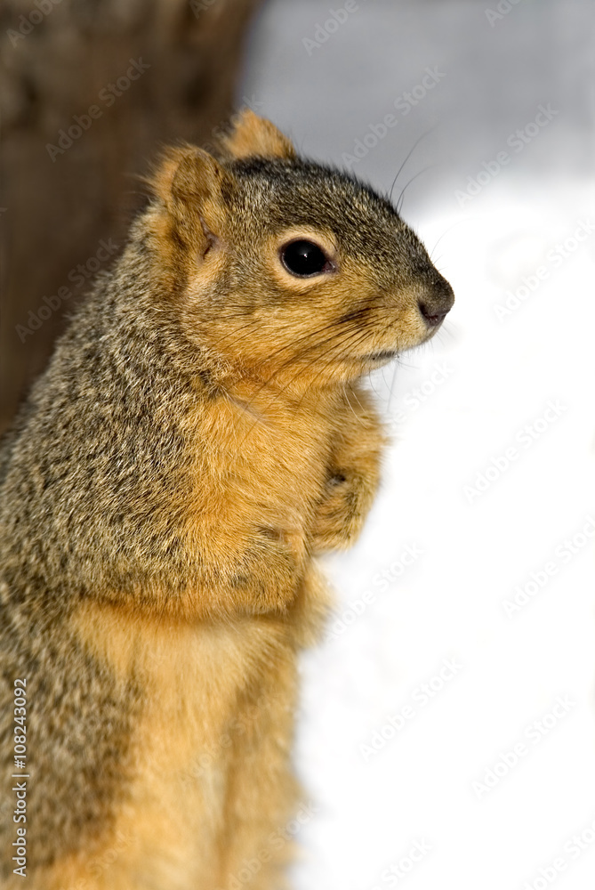 Fototapeta premium Eastern Gray Squirrel (Sciurus carolinensis)