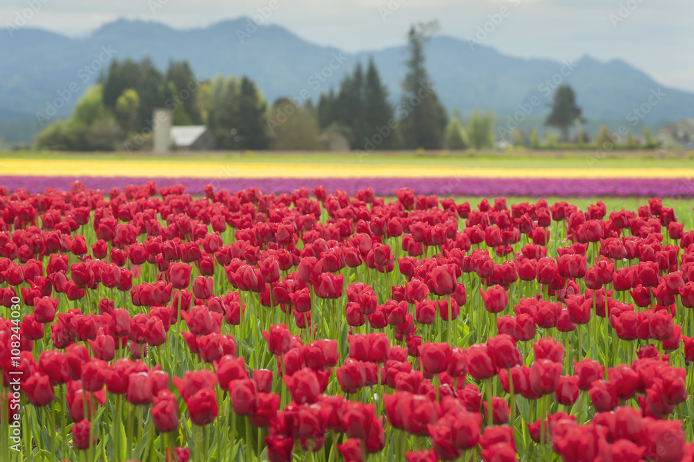 Colorful Tulip Fields. A sure sign of spring is the emergence of the tulip flowers in the Skagit Valley of western Washington state. Colorful Tulip Fields. A sure sign of spring is the emergence of the tulip flowers in the Skagit Valley of western Washington state.