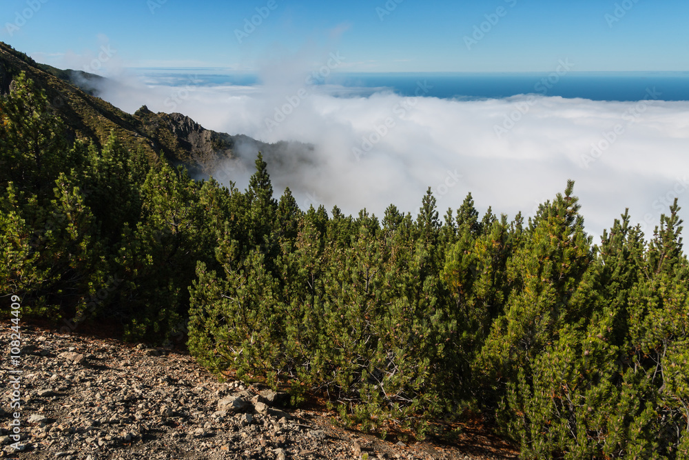 Fototapeta premium pine forest with cloud inversion