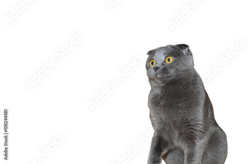 astonished grey cat isolated on the white background