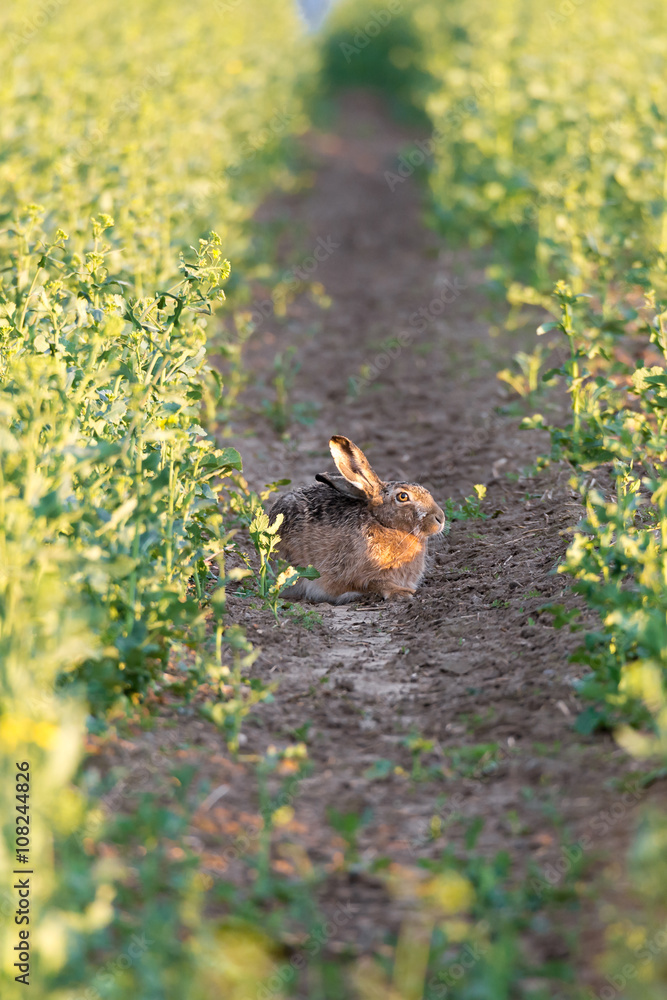 Feldhase (Lepus europaeus) Hase im Rapsfeld Feldhase (Lepus europaeus) Hase im Rapsfeld