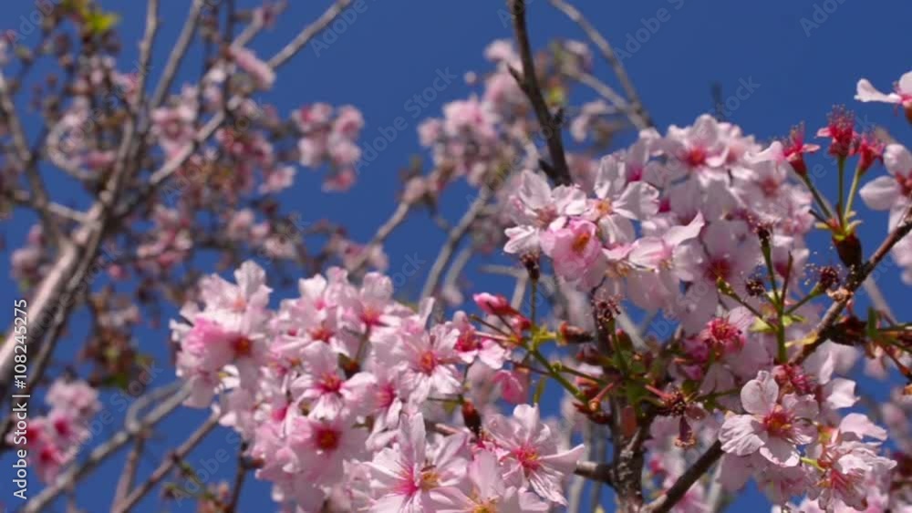 Cherry Blossoms Dolly 21 Forward Slow Motion Cherry Blossoms Dolly 21 Forward Slow Motion