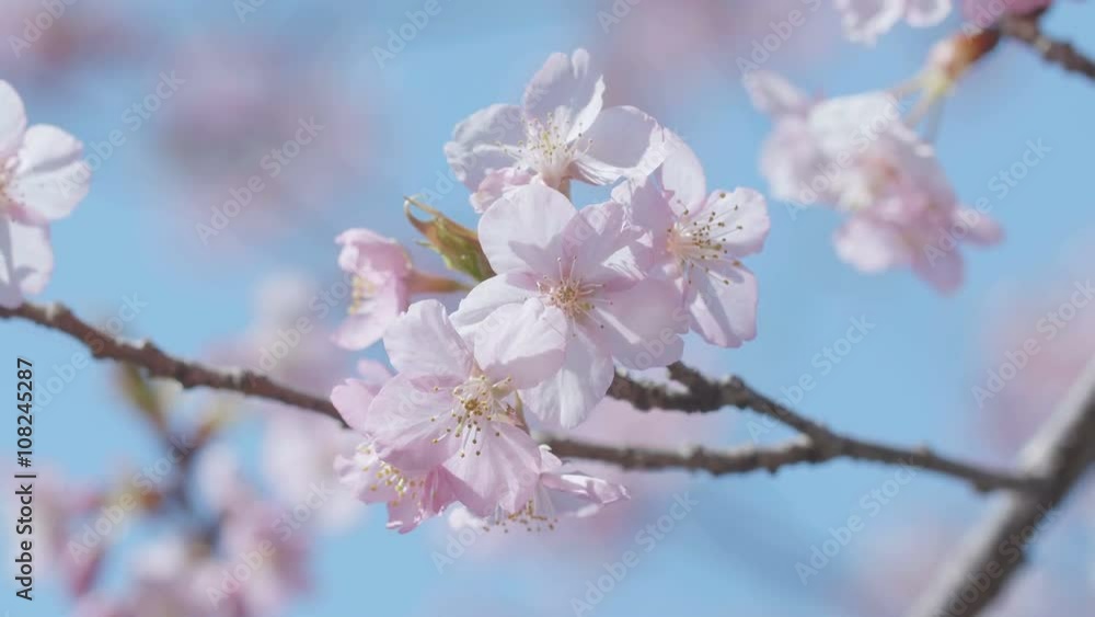 Kawazu Cherry blossoms,in Showa Memorial Park,Tokyo,Japan,Filmed in 4K Kawazu Cherry blossoms,in Showa Memorial Park,Tokyo,Japan,Filmed in 4K