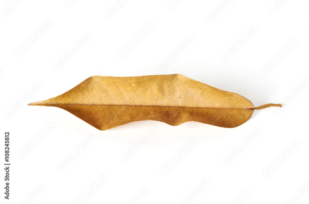 Fototapeta premium dry leaves on white background