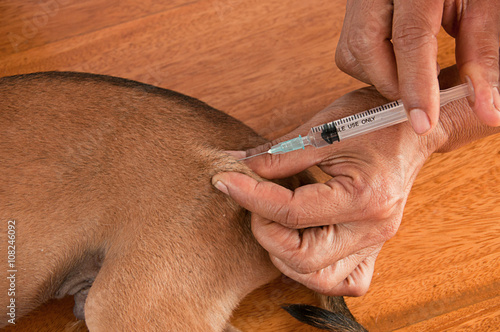 needle injection on the puppy skin