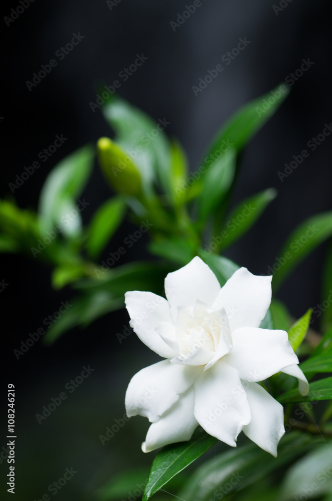 Fototapeta premium クチナシ 八重咲き