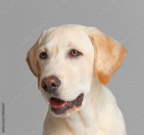 Cute Labrador dog on gray background