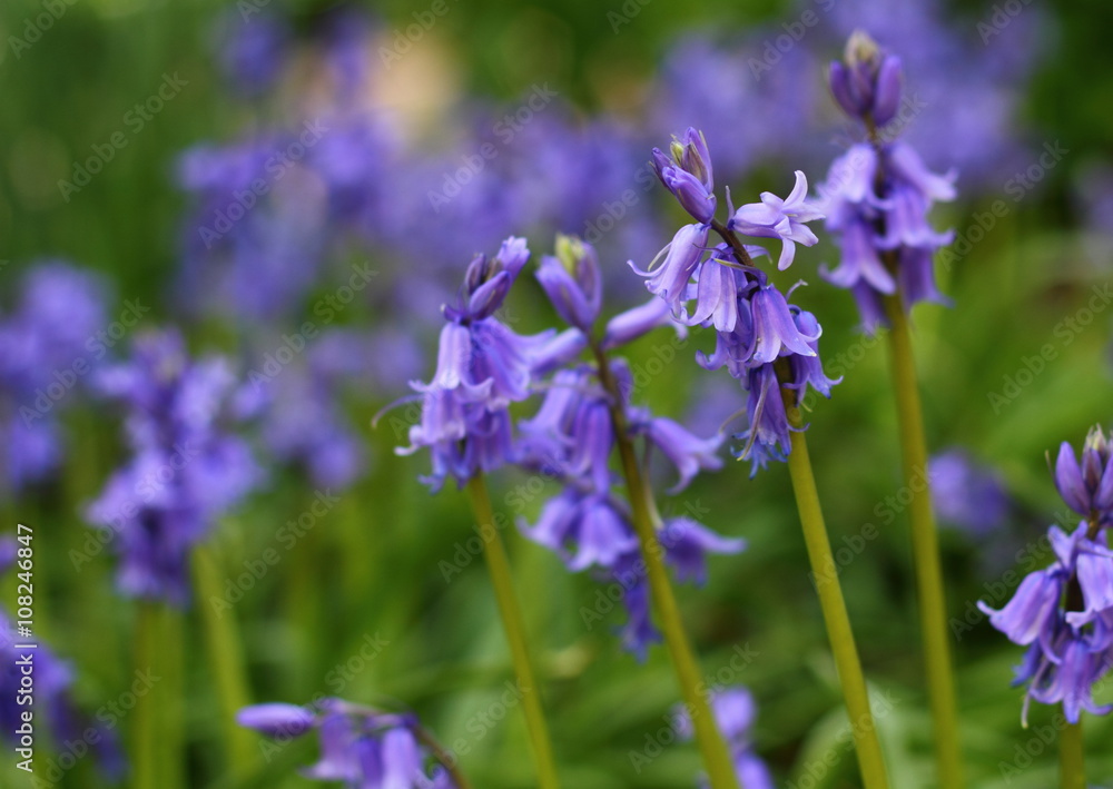 Fototapeta premium English bluebell plugs