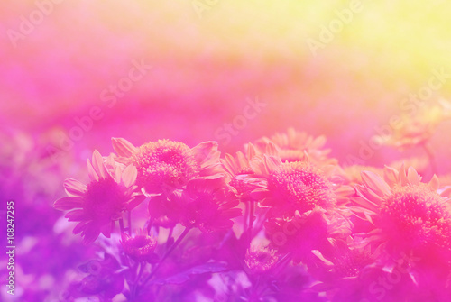 flowers background blurred color blur abstract nature wallpaper vintage
