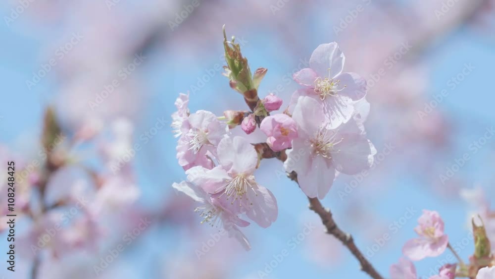 Kawazu Cherry blossoms,in Showa Memorial Park,Tokyo,Japan,Filmed in 4K Kawazu Cherry blossoms,in Showa Memorial Park,Tokyo,Japan,Filmed in 4K
