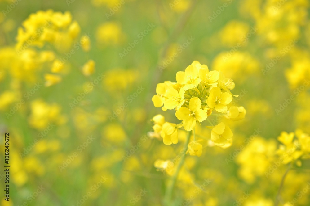 Obraz premium 菜の花畑