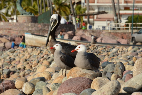 Las aves marinas se encuentran tranquilas en la playa de piedras. photo