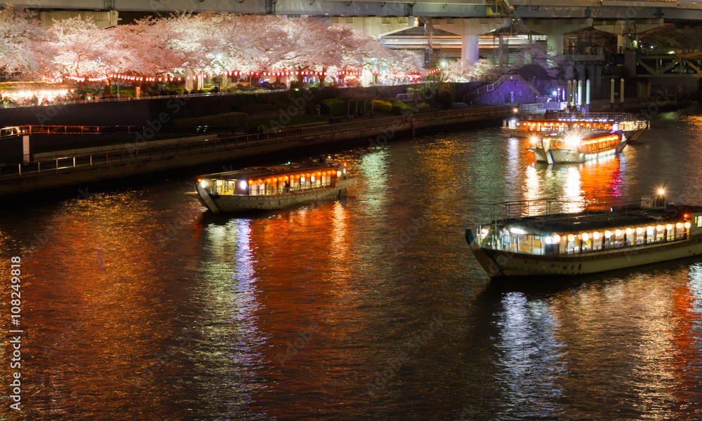 Fototapeta premium cherry blossom,night cruise
