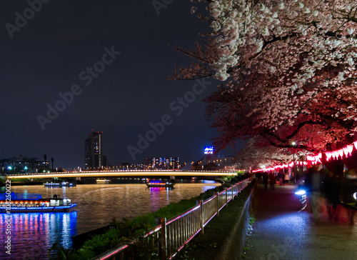 cherry blossom,night cruise
