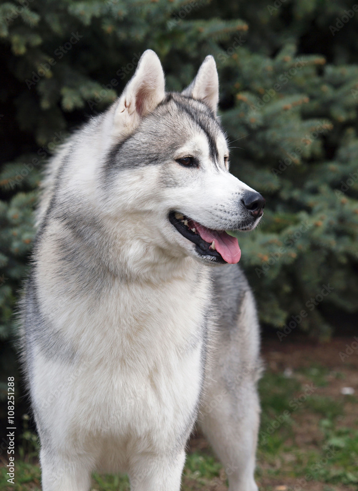 Portrait of Siberian Husky dog on a natural background 