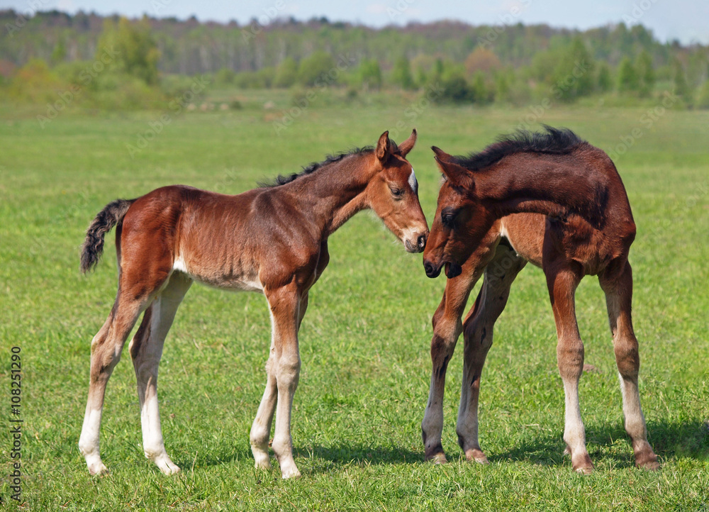 Two little foals standing on to the summer meadow Two little foals standing on to the summer meadow