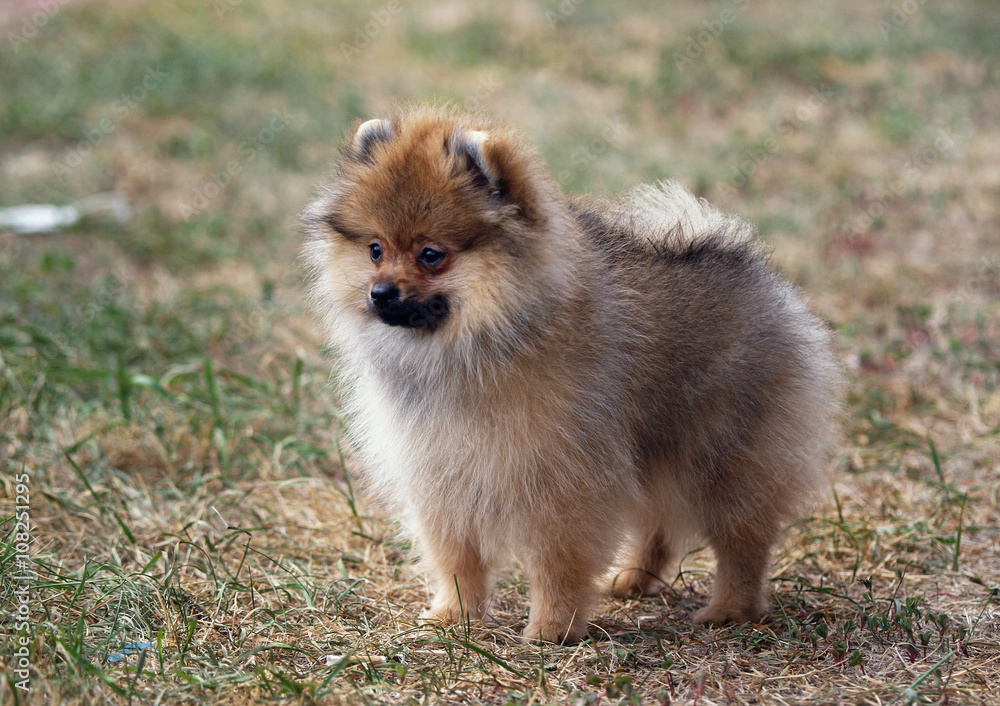 Exterior of Puppy Pomeranian Spitz on a natural background Exterior of Puppy Pomeranian Spitz on a natural background